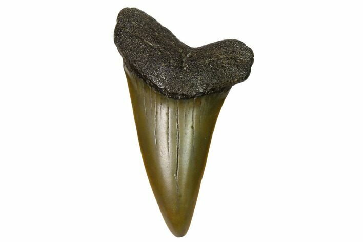 Fossil Shark Tooth - Sint Niklaas, Belgium #1404